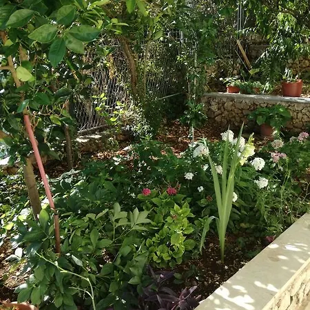 Dragan * トロギール