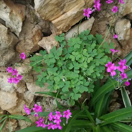 Dragan アパート トロギール