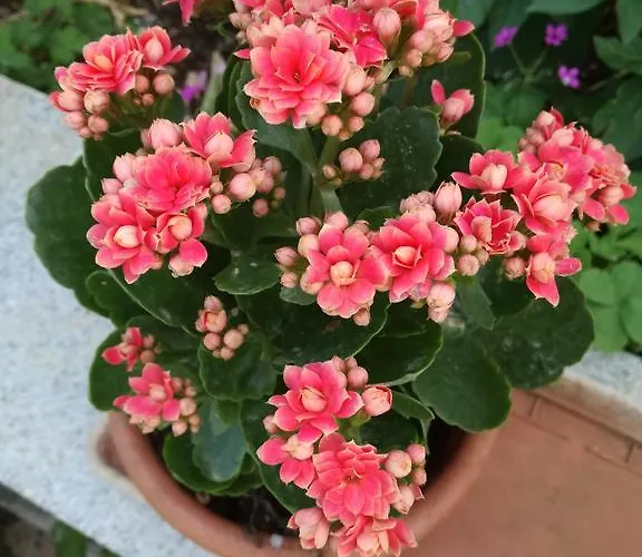 Dragan * تروغير