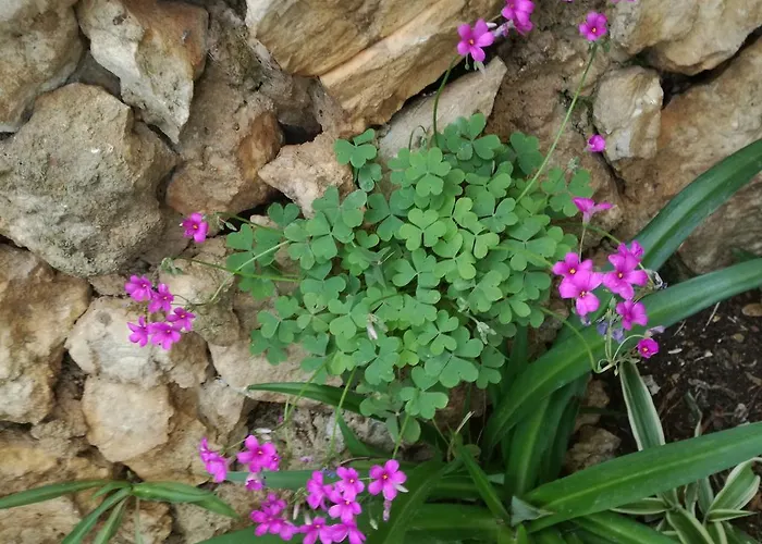 Dragan شقة تروغير